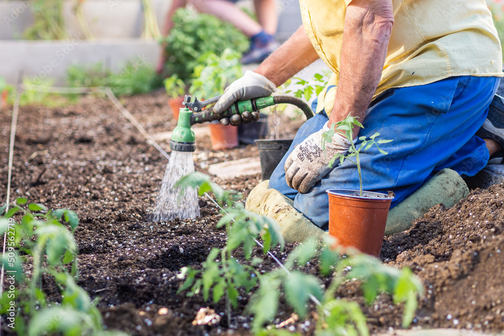 Fototapeta premium Details of an old man's hands watering a tomato plant.