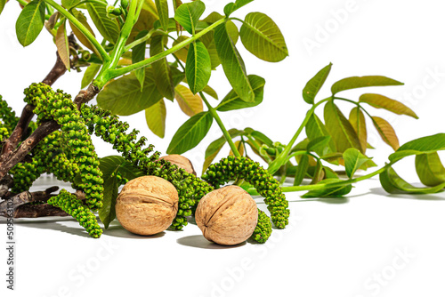 Blooming walnut branch and whole ripe nuts isolated on a white background. Young leaves and flowers