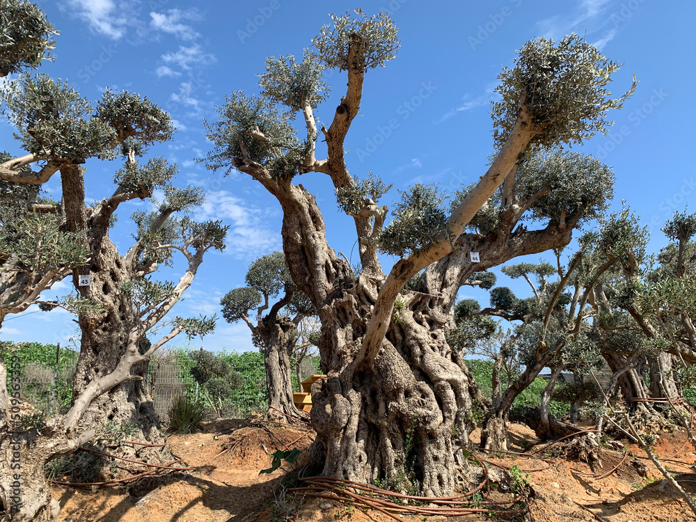 Old bizarre olive trees in moshav Zimrat