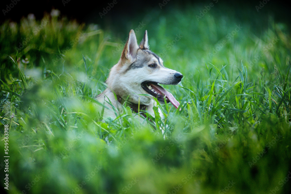 Obraz premium A husky dog walks in the green grass in summer