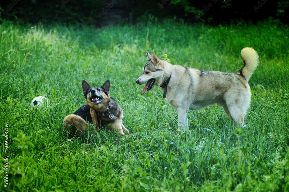 A husky dog plays with a German Shepherd on the green grass in summer