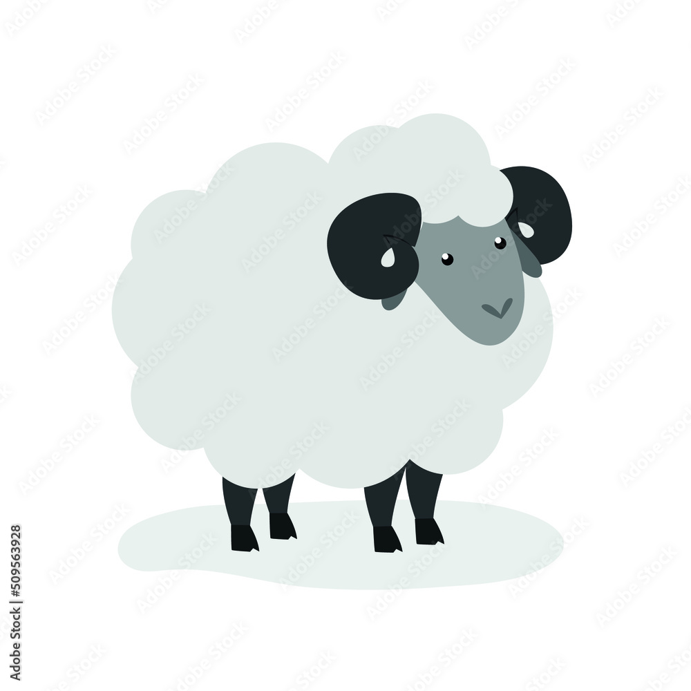 Obraz premium The gray sheep stands on its paws