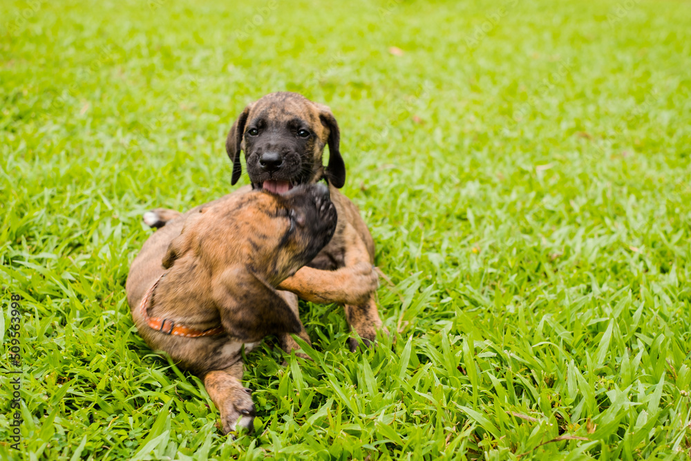 Happy cute puppy playing at the colorful green garden lawn at the park. animal theme