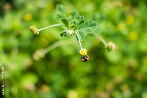 Red ladybug on the green grass © taidundua