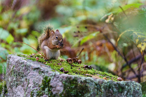 Tableau sur toile squirrel in the forest