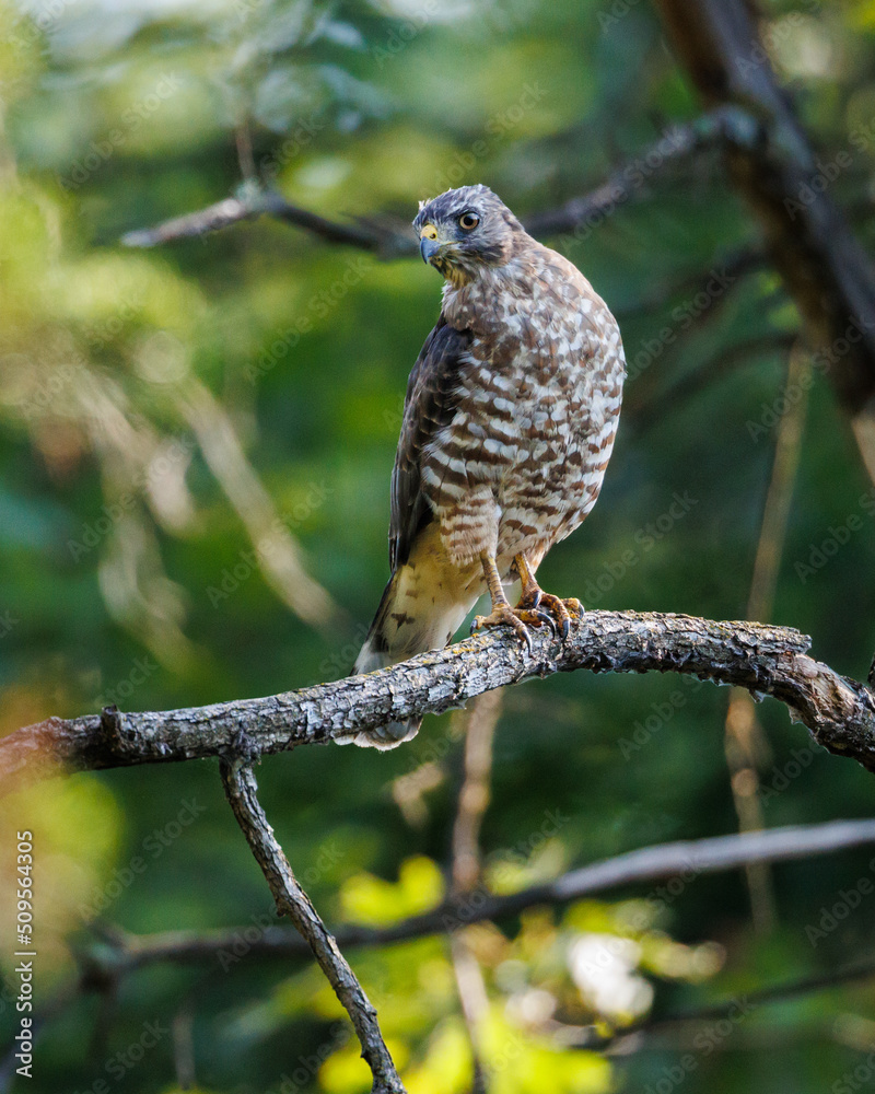 Hawk on perch Hawk on perch