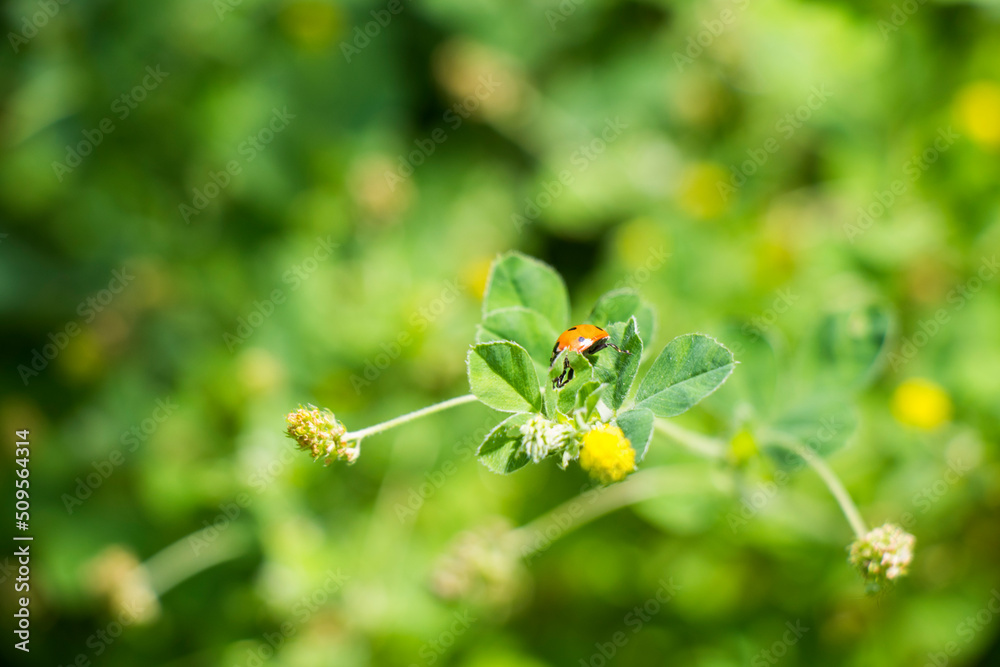 Red ladybug on the green grass Red ladybug on the green grass