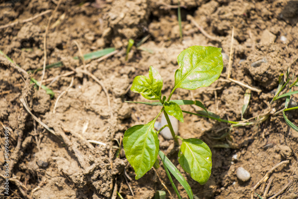 Seedling close-up, gardening and farming Seedling close-up, gardening and farming