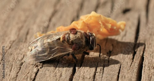 Bee affected by the parasite Varoma on a white background