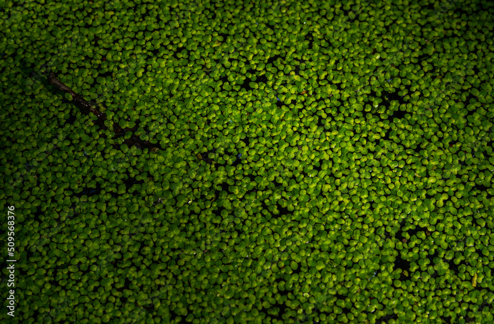 Lake with duckweeds floating on top Lake with duckweeds floating on top