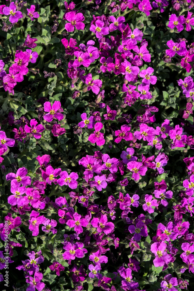 pink flower bed of Aubrieta Silberrand (Aubrieta x Silberrand) pink flower bed of Aubrieta Silberrand (Aubrieta x Silberrand)