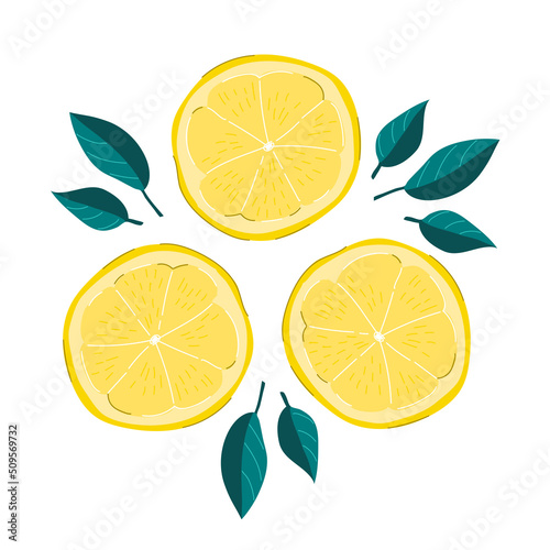 Lemon slices vector illustration isolated on white background.