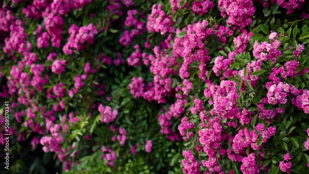abundant bloom of pink climbing rose plant. flower background abundant bloom of pink climbing rose plant. flower background