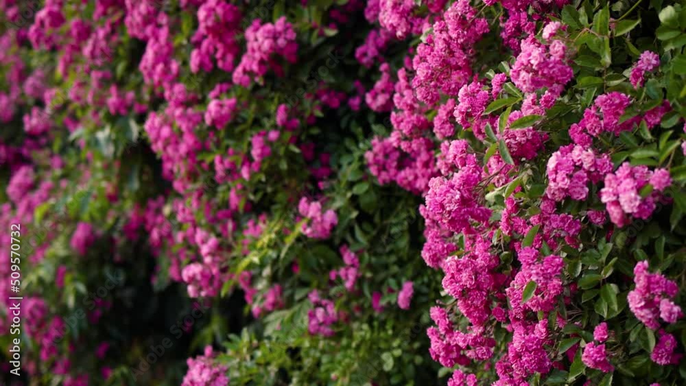 abundant bloom of pink climbing rose plant. flower background abundant bloom of pink climbing rose plant. flower background