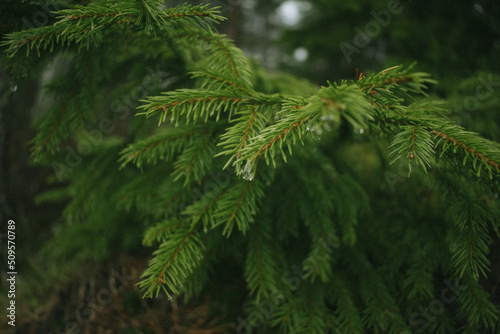 Pine in macro