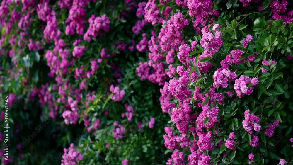 abundant bloom of pink climbing rose plant. flower background abundant bloom of pink climbing rose plant. flower background