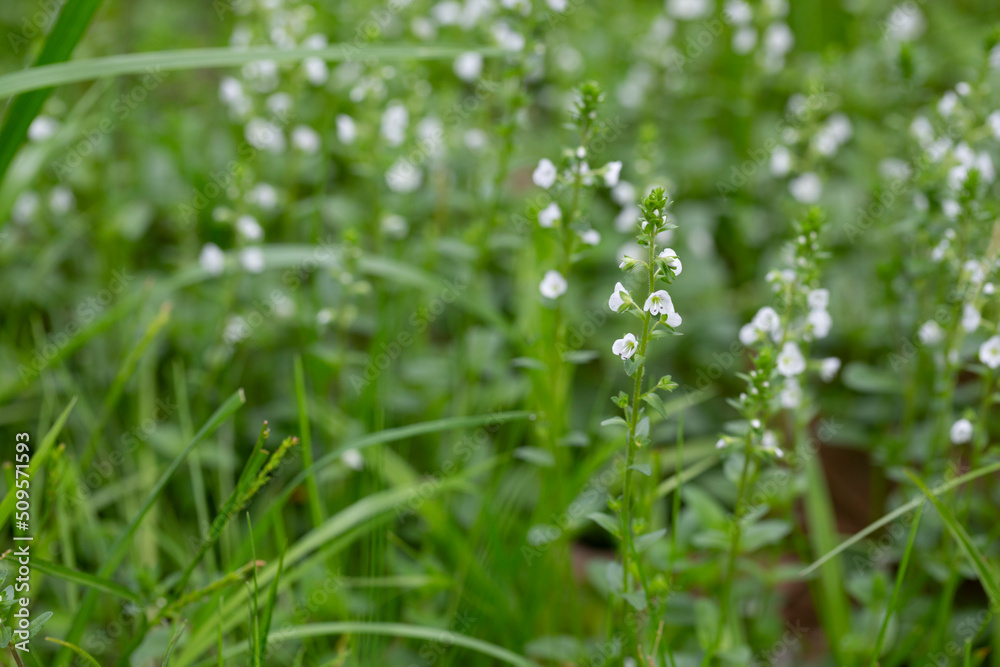 Veronica serpyllifolia in green grass in spring Veronica serpyllifolia in green grass in spring