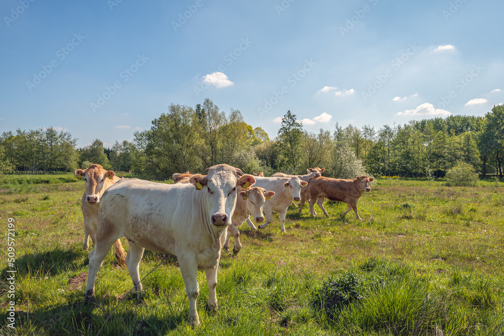 Group of cattle in a Dutch nature reserve. These grazers are used to keep the site half open and to prevent afforestation. The photo was taken on a sunny spring day in the province of North Brabant.