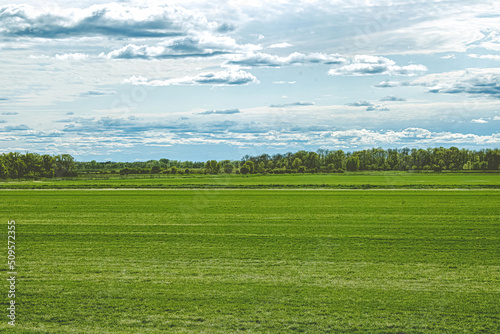 Fototapeta Naklejka Na Ścianę i Meble -  A Vibrant Green Field in the Spring