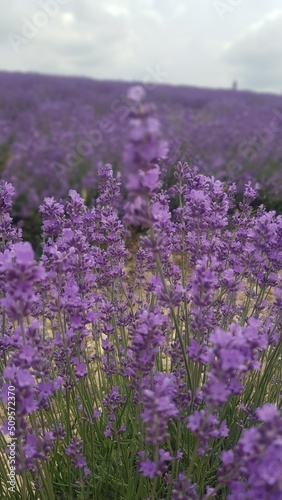 lavender flowers in the wind