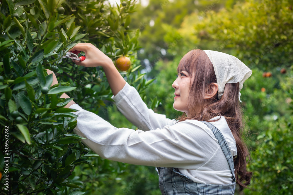 Fototapeta premium Young woman ardener is dress for harvest gardening organic orange tree and uses scissors to cut the oranges on the trees in the garden. Farmer concept working in the garden happily