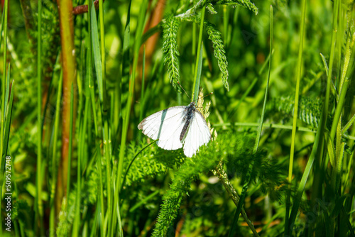 White butterfly on the grass. White moth and green grass.