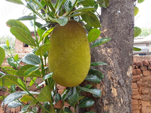 A big jackfruit is hanging on the tree .The jackfruit (Artocarpus heterophyllus), also known as jack tree, Jackfruit is commonly used in  India