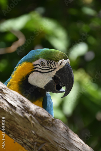 Blue and Gold Macaw with a Hooked Beak