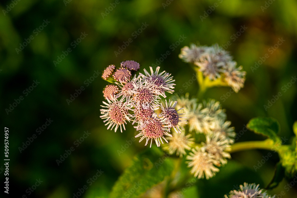 bee on a flower bee on a flower