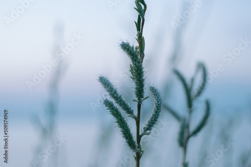 Grass shade on a coast