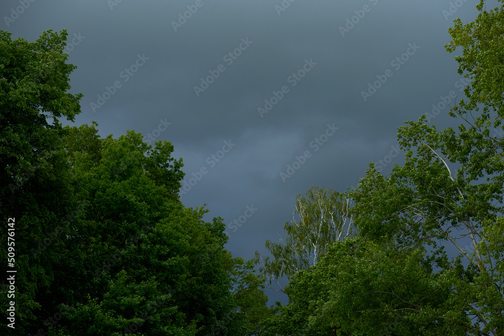 Obraz premium storm clouds over the treetops
