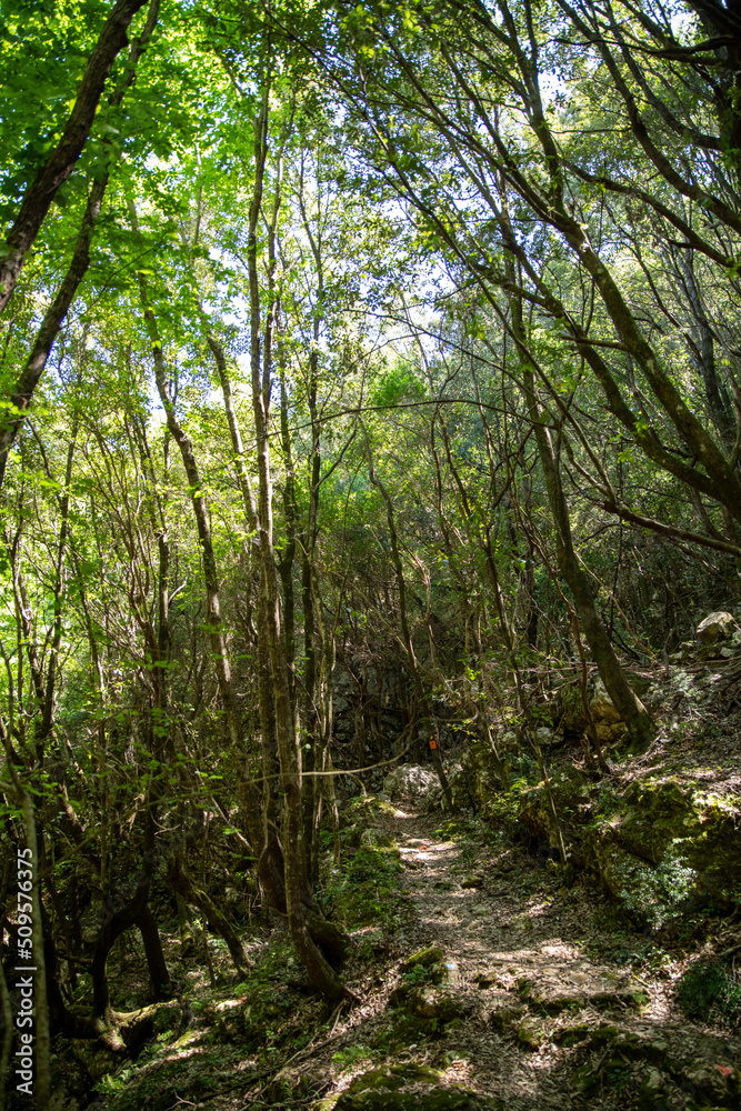 Oak forest in Corfu Greece. Part of Corfu trail. Footpath. Oak forest in Corfu Greece. Part of Corfu trail. Footpath.