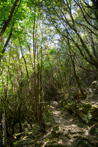 Oak forest in Corfu Greece. Part of Corfu trail. Footpath.