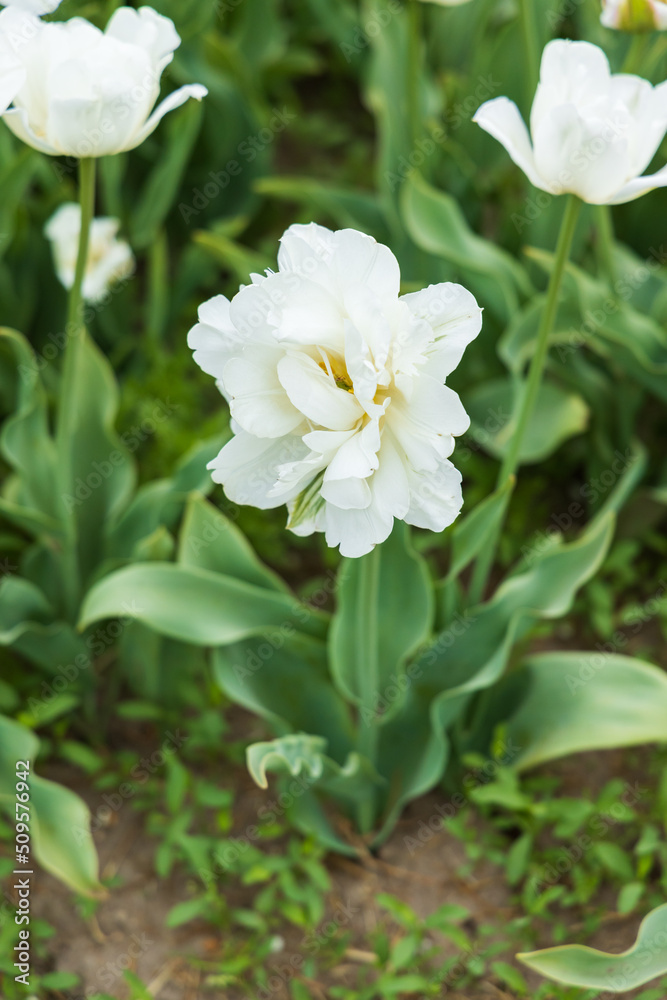 White tulip in a field, close-up White tulip in a field, close-up