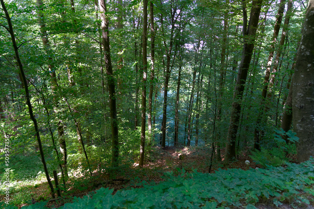 Obraz premium Forest glade with idyllic landscape at City of Zürich on a sunny spring day. Photo taken May 18th, 2022, Zurich, Switzerland.