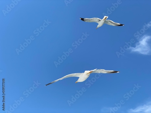 Seagull flying in clear sky