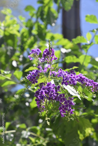 Beautiful Purple Flowers on a Butterfly Bush