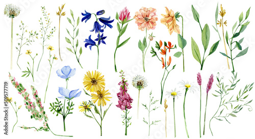 Watercolor meadow wildflowers, field floral set. Hand painted botanical herbs plants, leaves isolated on white background. Botanical illustration for design, print, wedding invitation