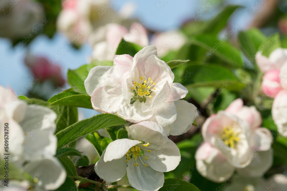 Blooming white apple tree in the spring garden. Blooming white apple tree in the spring garden.