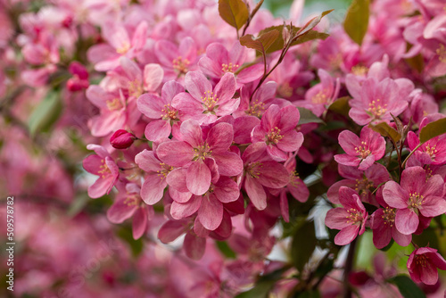 Close-up of a blooming apple tree in the park, a small erect tree with clusters of fragrant pink flowers.