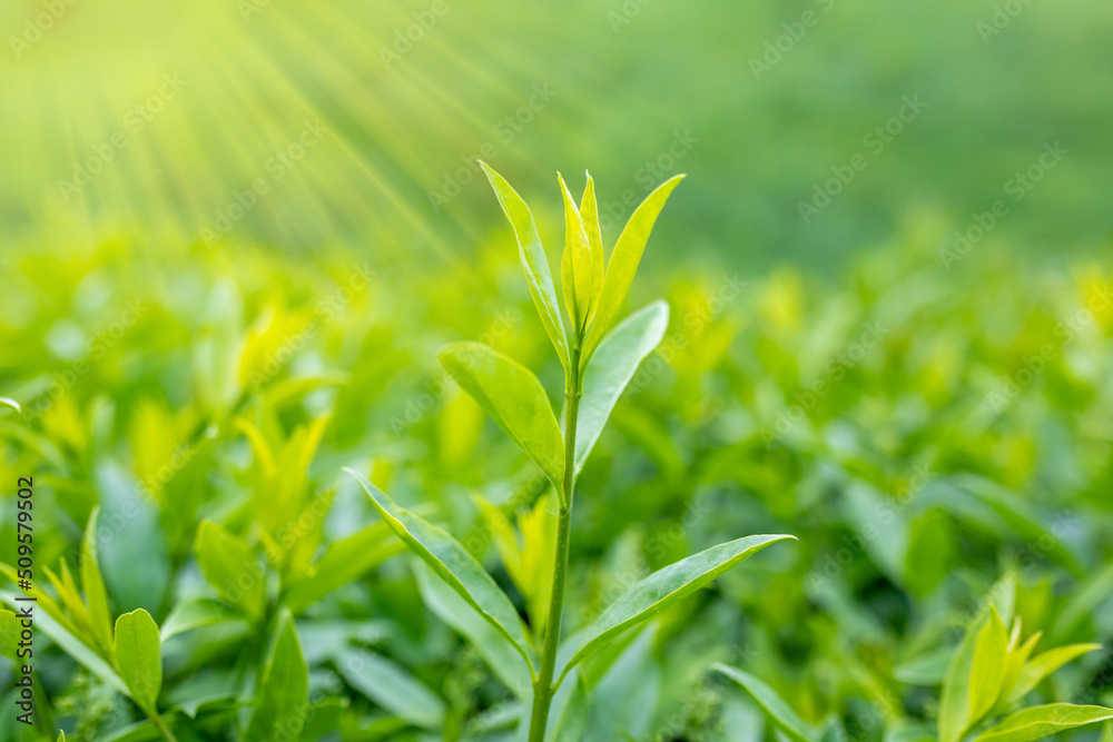 Young shrub shoot close-up in sunlight. Ecology, preservation of environment. Shallow depth of field Young shrub shoot close-up in sunlight. Ecology, preservation of environment. Shallow depth of field