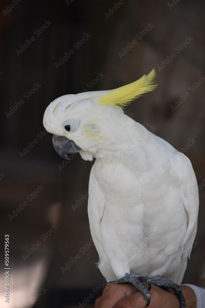 Pretty White Crested Cockatoo Perched on a Hand