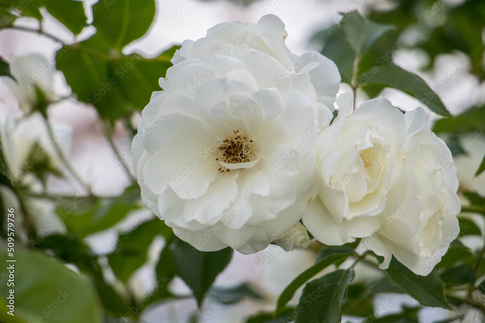 Rose, flower, garden Rose, flower, garden