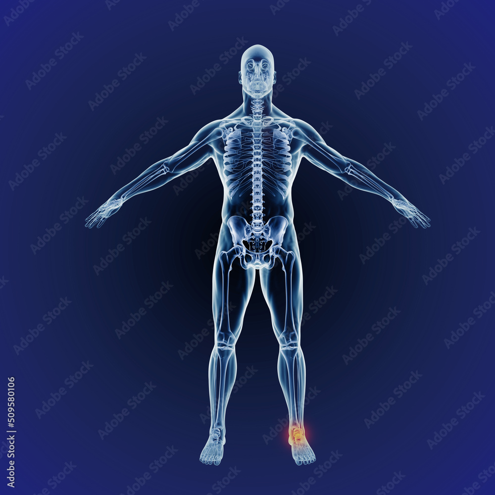 Angle and joint pains. When inflammation strikes. A full length cgi representation of the human body indicating the skeletal structure. Angle and joint pains. When inflammation strikes. A full length cgi representation of the human body indicating the skeletal structure.