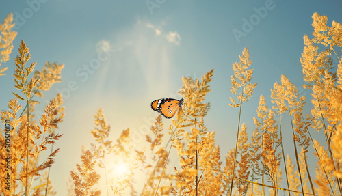 butterfly on fluffy field meadow grass, natural sunny background. Beautiful rustic pastoral artistic landscape. Indian summer or autumn season.  © Ju_see