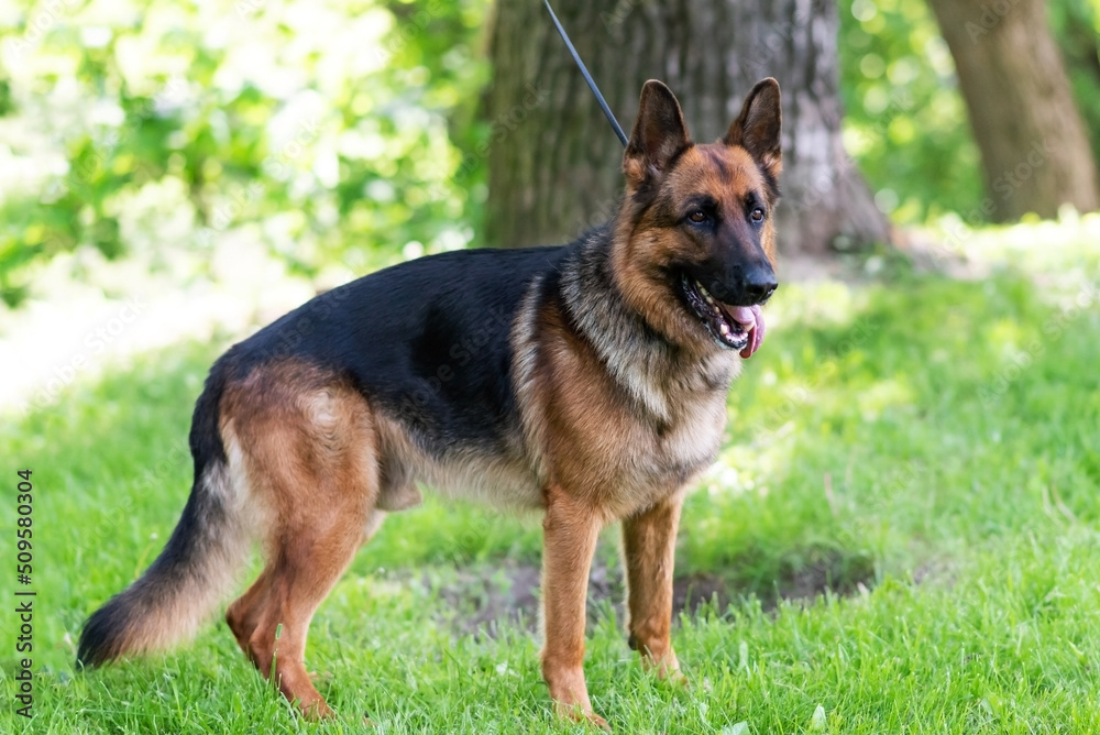A beautiful German Shepherd stands on the grass with his tongue hanging out A beautiful German Shepherd stands on the grass with his tongue hanging out