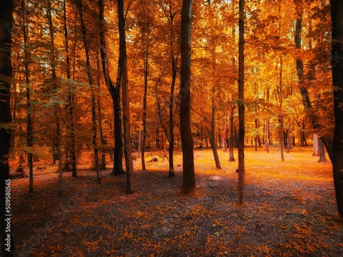 Beautiful autumn forest in golden tones. Yellow leaves on the trees. Magical morning in the forest.