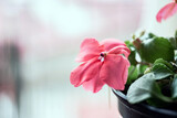 Detalle macro de una flor rosa de Impatiens walleriana o alegría de la casa. Se aprecia su corola, pistilo y pétalos.