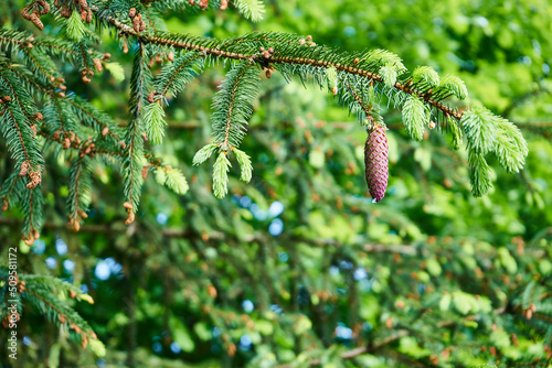 młoda szyszka świerka pospolitego ,Picea abies,  photo
