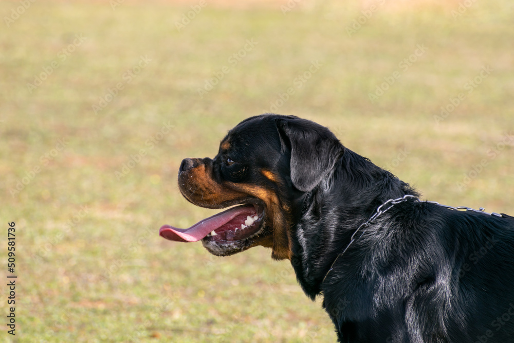 Can rottweiler isolated on grass background. The dog is in profile and showing the tongue. Without a leash and with a collar.